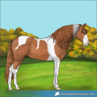 Horse Color:White Spotted Chestnut Tobiano 