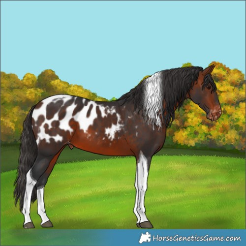 Horse Color:Bay Tobiano Blanket