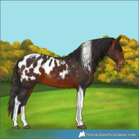 Horse Color:Bay Tobiano Blanket