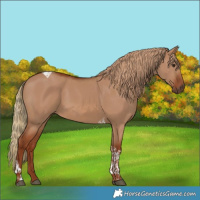 Horse Color:Red Dun Tobiano