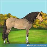 Horse Color:Buckskin Dun Tobiano