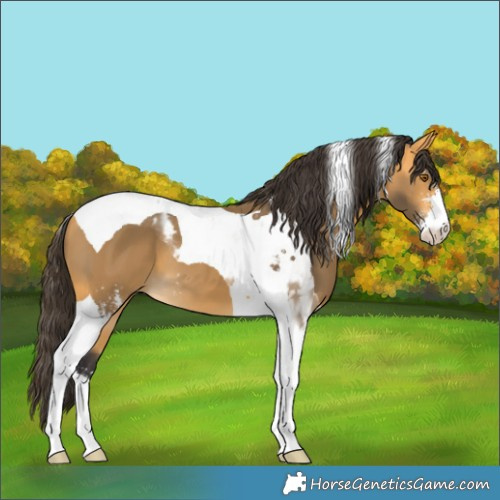Horse Color:Buckskin Sabino Tobiano