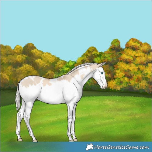 Horse Color:White Spotted Cremello Dun Splash 