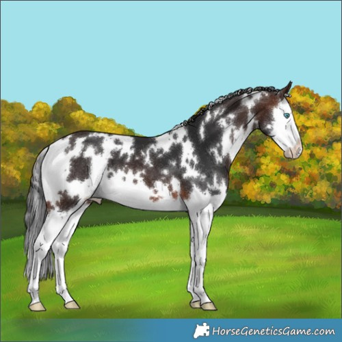 Horse Color:White Spotted Brown Mushroom Splash