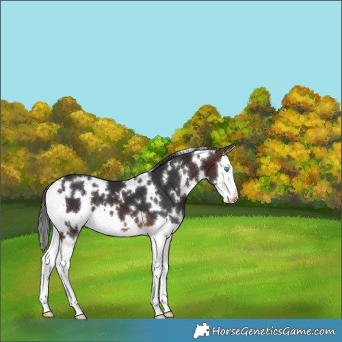Horse Color:White Spotted Brown Mushroom Splash 