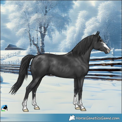 Horse Color:Black 
