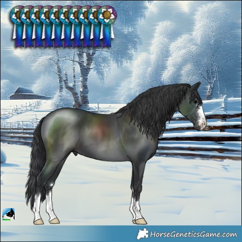 Horse Color:Black 