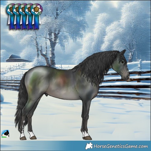 Horse Color:Black 