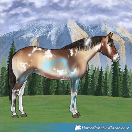 Horse Color:White Spotted Bay Onyx 