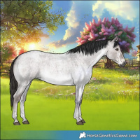 Horse Color:Gray Platinum White Spotted Liver Red Dun Roan