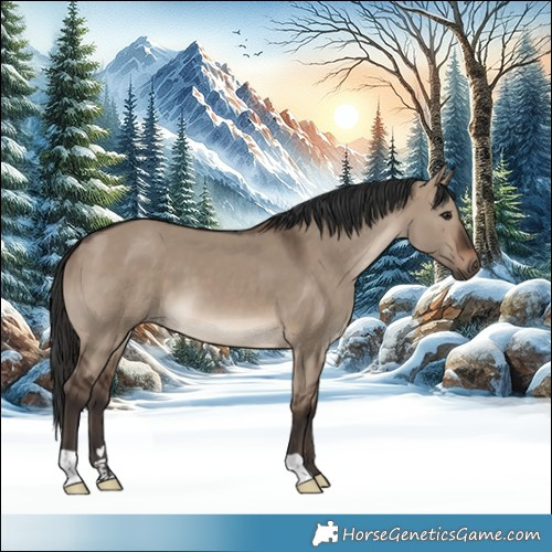 Horse Color:Brown Dun 