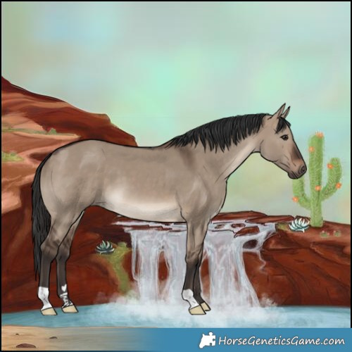 Horse Color:Brown Dun 