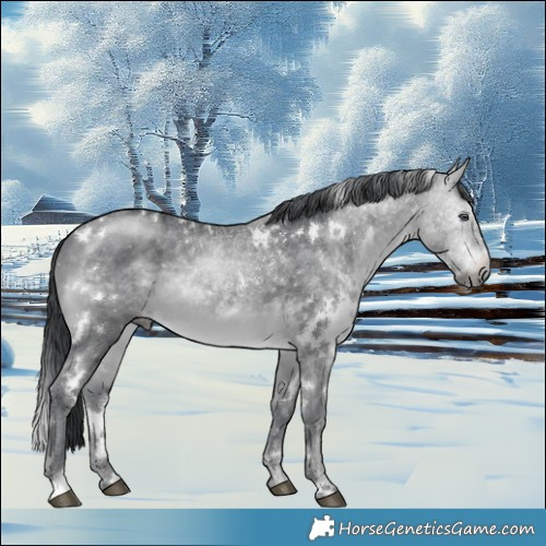 Horse Color:White Spotted Brown Chinchilla 