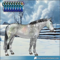 Horse Color:White Spotted Brown Chinchilla