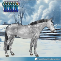 Horse Color:White Spotted Brown Chinchilla 