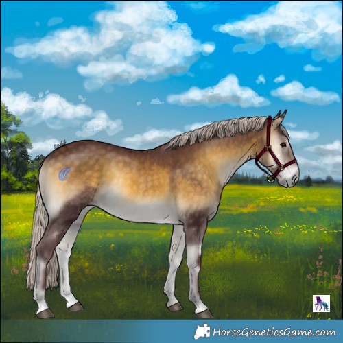 Horse Color:Chocolate Silver Buckskin Onyx Rabicano 