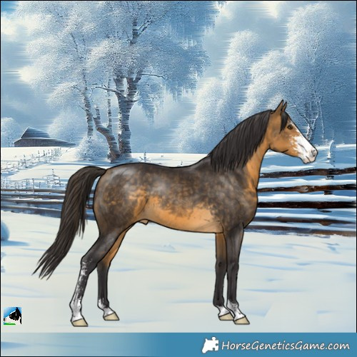 Horse Color:Buckskin Mushroom Sabino 