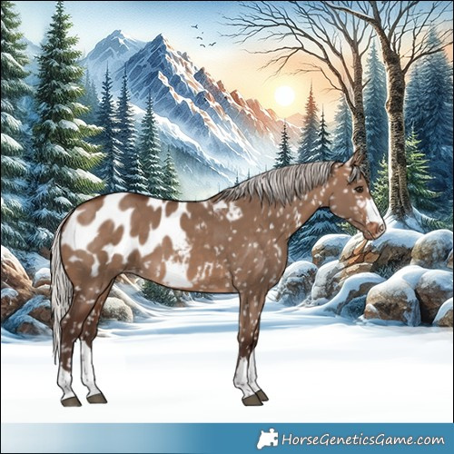 Horse Color:Silver Brown Dun Blanket 