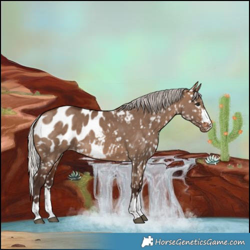 Horse Color:Silver Brown Dun Blanket 