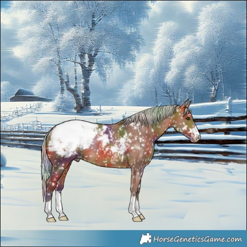 Horse Color:Nacre Silver Brown Snowcap Rabicano 