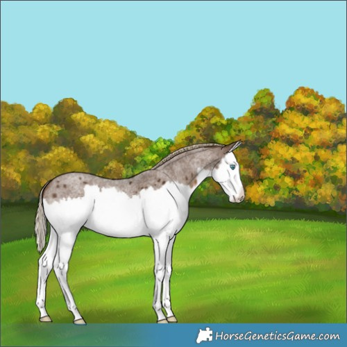 Horse Color:Chocolate Palomino Roan Splash 