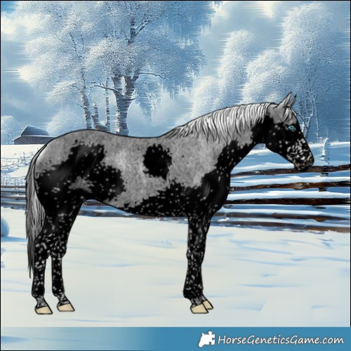 Horse Color:Void Platinum Cremello Roan Dun Splash 