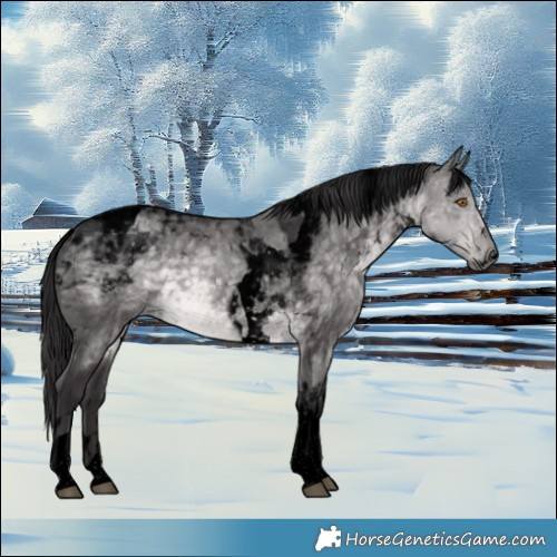 Horse Color:Void Platinum Buckskin Dun Tobiano 