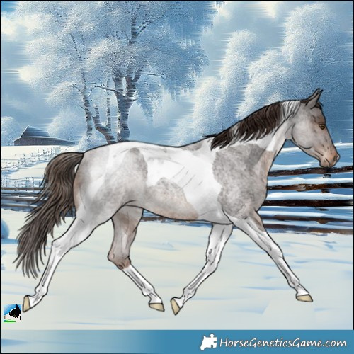 Horse Color:Liver Red Roan Tobiano Rabicano 