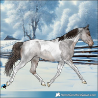 Horse Color:Liver Red Roan Tobiano Rabicano