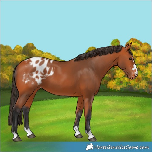 Horse Color:Bay Appaloosa 