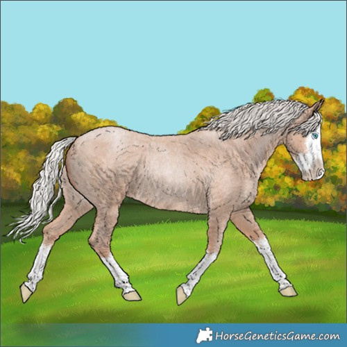 Horse Color:Silver Classic Champagne Roan Splash 