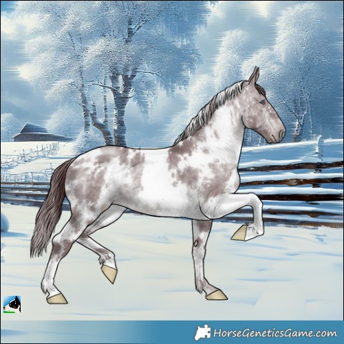 Horse Color:White Spotted Chocolate Brown Chinchilla Ice