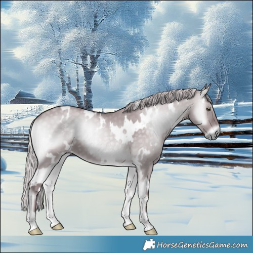 Horse Color:White Spotted Chocolate Silver Grullo Chinchilla Onyx