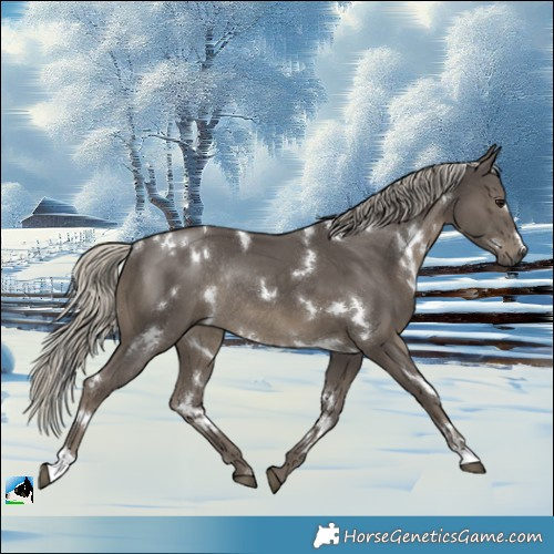 Horse Color:White Spotted Silver Smoky Black Rabicano