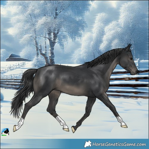 Horse Color:Black Mushroom 