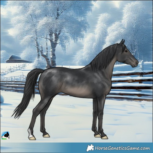 Horse Color:Black 