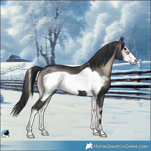 Horse Color:Blue Onyx Mushroom Sabino Frame