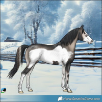 Horse Color:Blue Onyx Mushroom Sabino Frame 