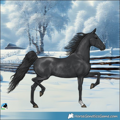 Horse Color:Black Mushroom Rabicano 