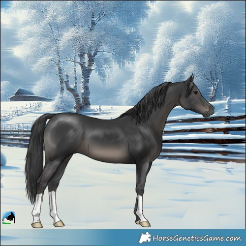 Horse Color:Black Mushroom 