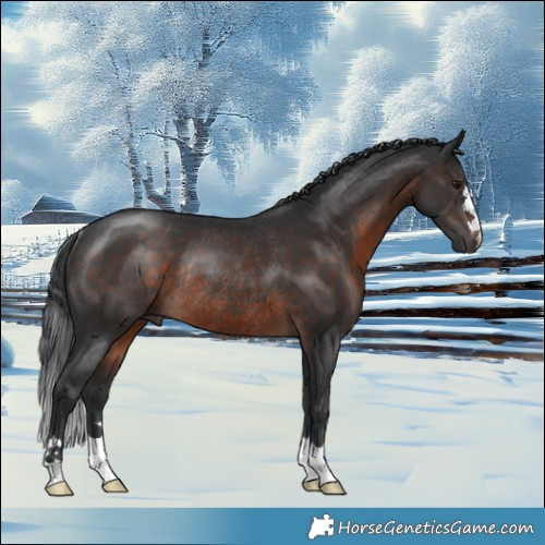 Horse Color:Brown Mushroom Rabicano 