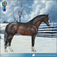 Horse Color:Brown Mushroom Rabicano 