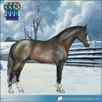 Horse Color:Brown Mushroom Rabicano 