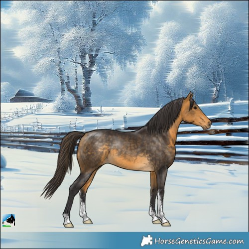 Horse Color:Buckskin Sabino Rabicano
