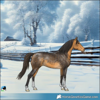 Horse Color:Buckskin Sabino Rabicano 