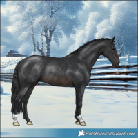 Horse Color:Brown Rabicano 