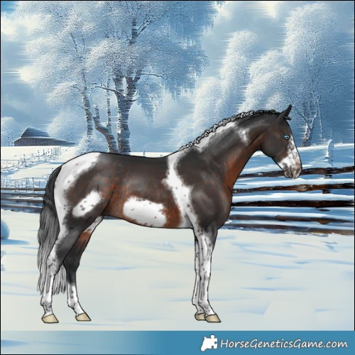 Horse Color:Brown Tobiano Frame Rabicano