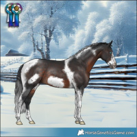 Horse Color:Brown Tobiano Frame Rabicano 