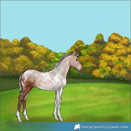 Horse Color:White Spotted Silver Brown Tobiano Rabicano 