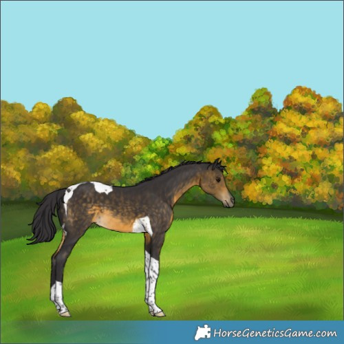 Horse Color:Buckskin Tobiano 